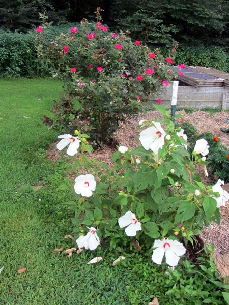 Hibiscus and Big rose crop August 2025.jpg