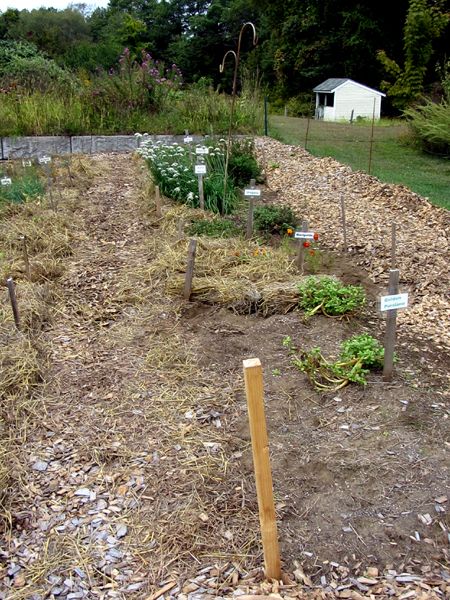 New Herb - Row 7 half finished crop Sept 2025.jpg