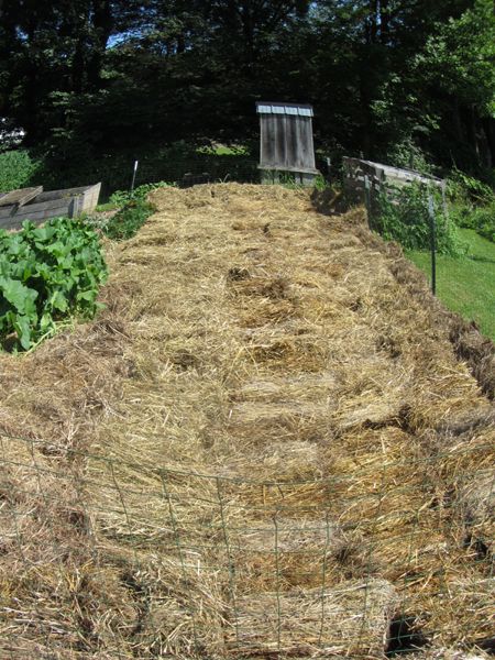 Small garden - garlic area mulched crop July 2025.jpg