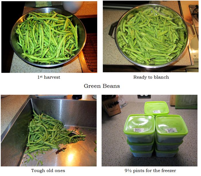 Green beans - 1st harvest collage text crop August 2025.jpg