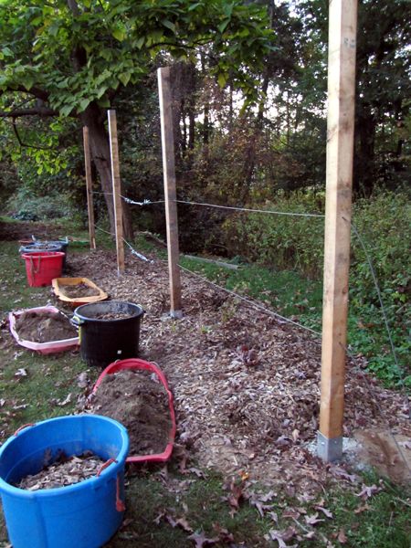 Grape trellis - cables in place crop Oct 2024.jpg