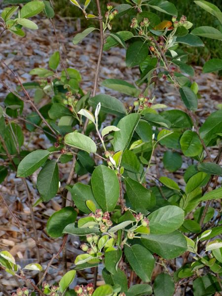 Little trees - 11. Juneberries crop May 2024.jpg