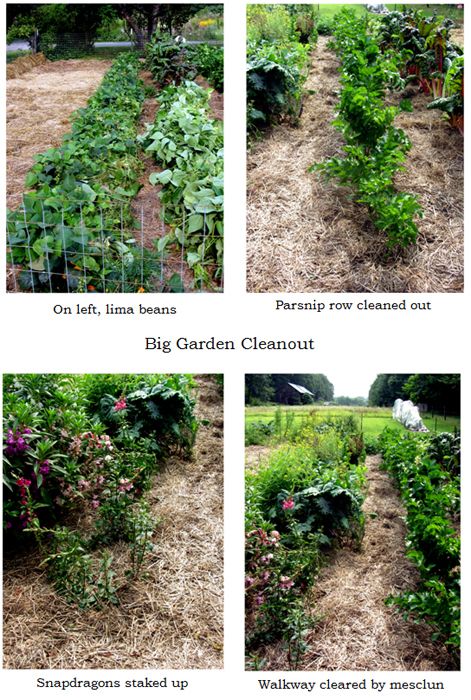 Big garden - cleanout collage2 text crop August 2025.jpg