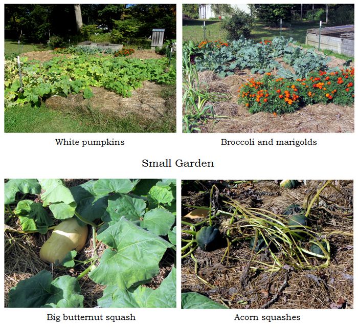 Small garden - collage text crop Sept 2025.jpg