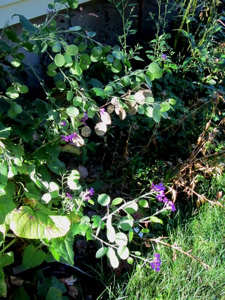 Old North - honesty still flowering crop August 2025.jpg