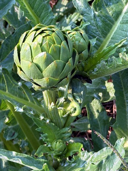 Big garden - artichokes crop July 2025.jpg