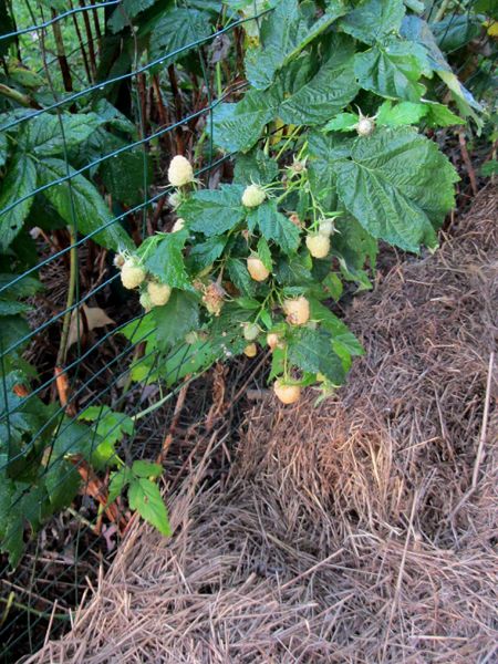 Anne raspberries crop Oct 2025.jpg