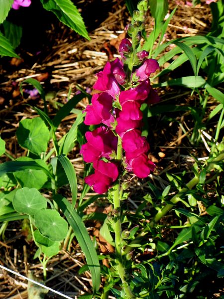 Big garden - snapdragons crop July 2025.jpg