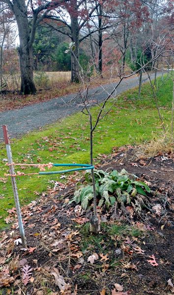 Little Trees - 1. North Star cherry with support crop Oct 2025.jpg
