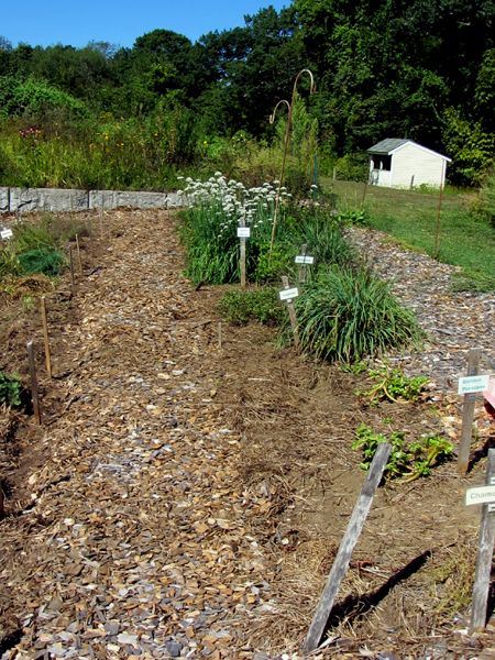New Herb - Row 7, half weeded crop Sept 2025.jpg