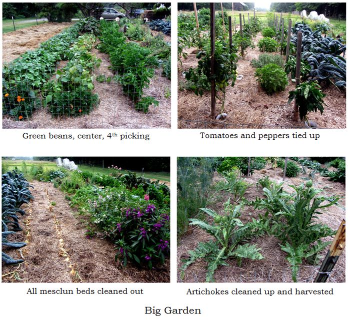 Big garden - final cleaned out collage1 text crop August 2025.jpg