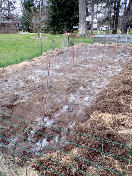 Small garden - pea fences1 crop April 2024.jpg