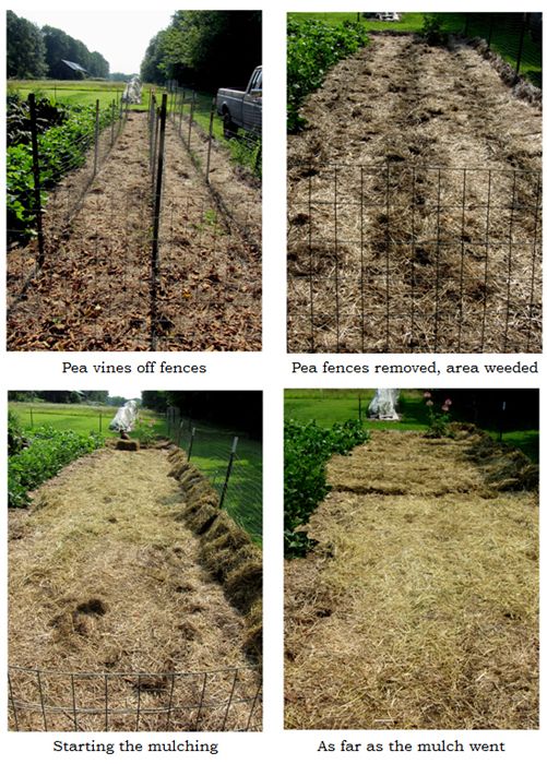Big garden - pea area collage text crop August 2025.jpg
