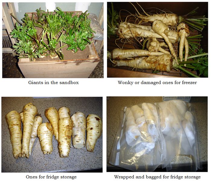 Parsnips collage1 text crop Oct 2025.jpg