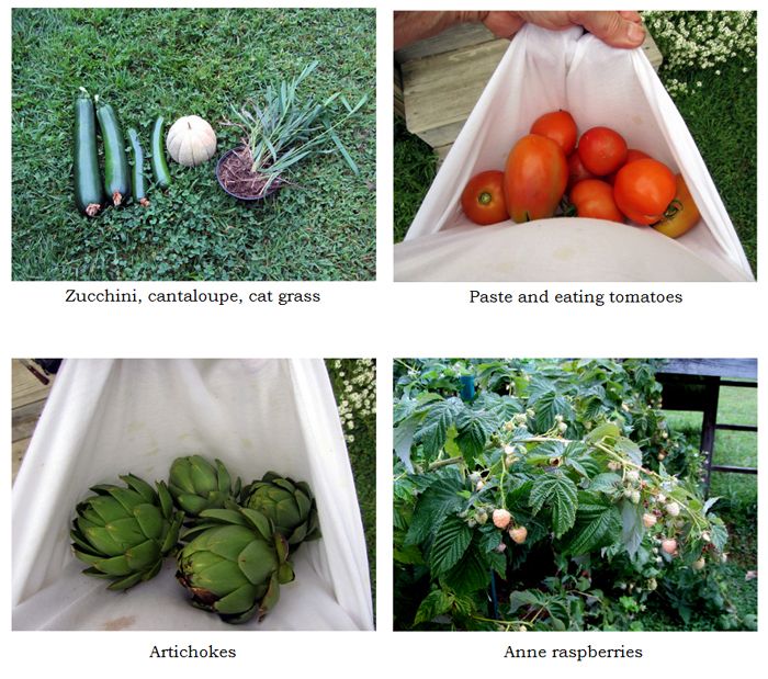 Harvest collage text crop August 2025.jpg