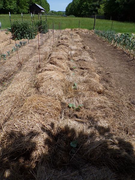 Big garden - brocolli mulched crop May 2022.jpg