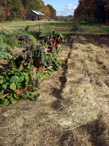Big garden - little more mulch crop Oct 2025.jpg
