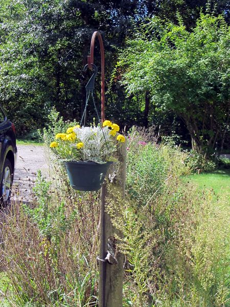 Maria's hanging basket crop August 2025.jpg