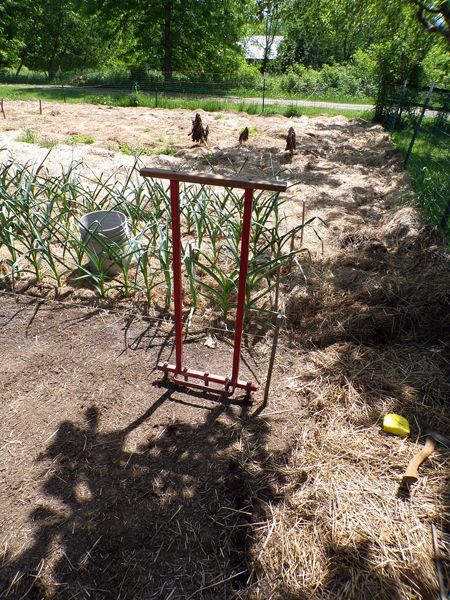 Big garden - broadforking rows crop May 2022.jpg