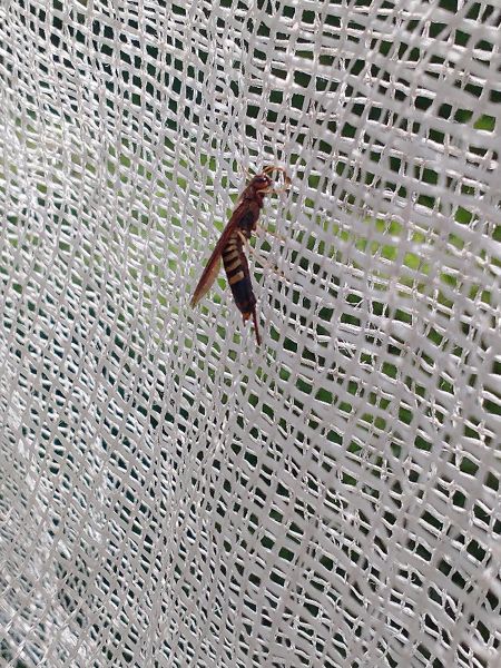 Tremex columba wasp crop August 2025.jpg