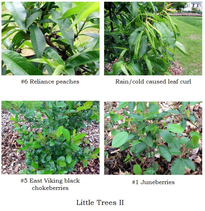 Little Trees II - collage1 text May 2025 .jpg