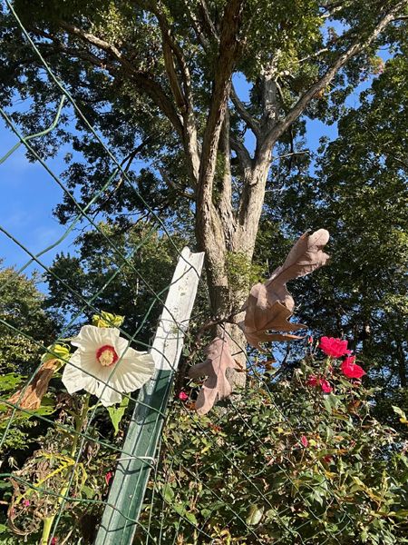 Hibiscus, big rose, white oak crop Sept 2025.jpg