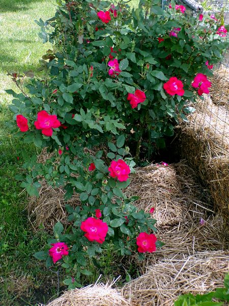 Big rose - lots of flowers crop May 2024.jpg