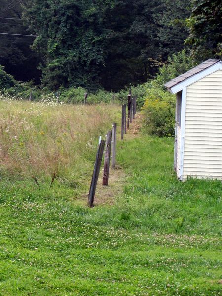 Front pasture - weedwacking done crop August 2025.jpg