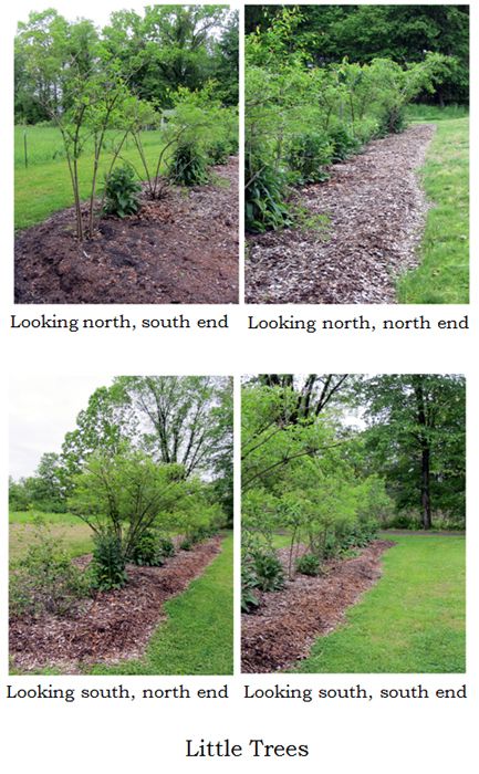 Little Trees row collage text crop May 2025.jpg