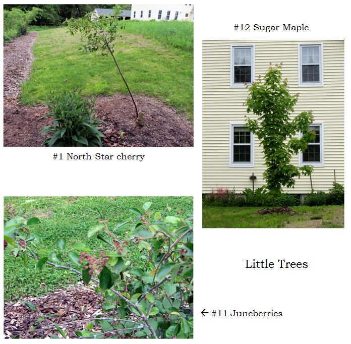 Little Trees collage text May 2025.jpg