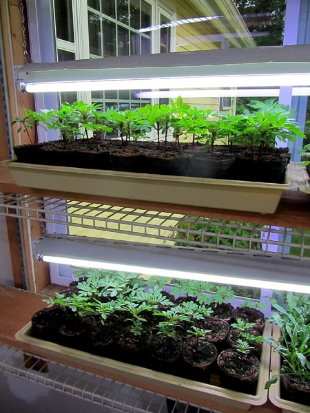 Marigolds crop May 2025.jpg