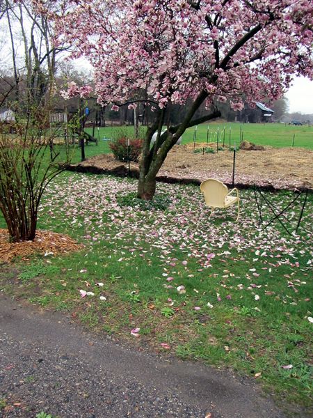 Magnolia in rain crop April 2025.jpg