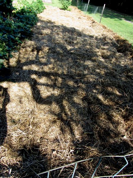 Big garden - pea area mulched crop August 2025.jpg