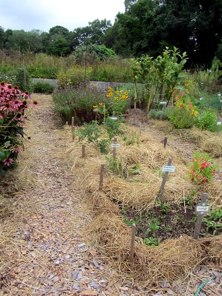 New Herb - Row 4 mulched crop August 2025.jpg
