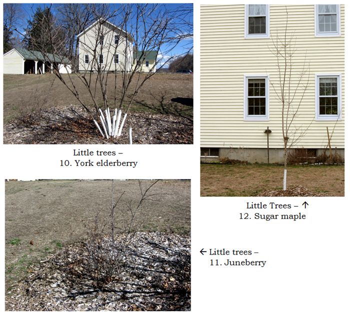 Little Trees - collage4 text crop March 2025.jpg