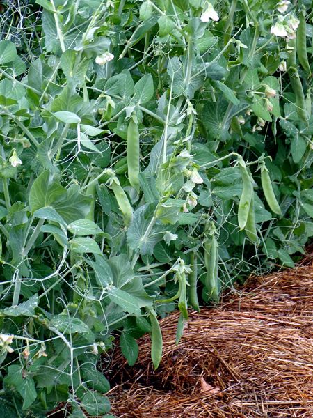 Small garden - green peas crop June 2024.jpg