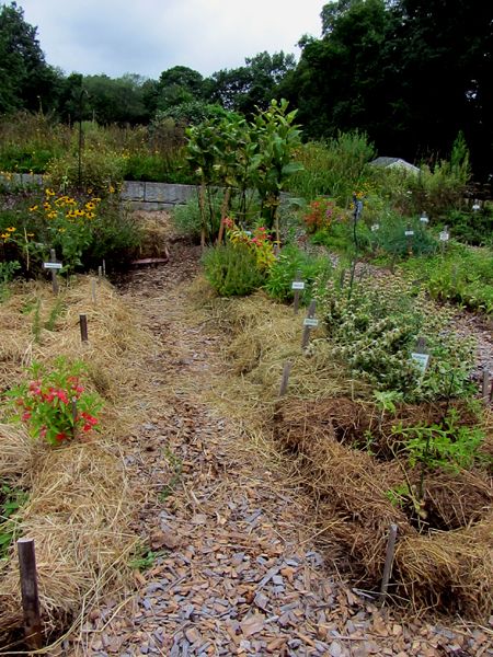 New Herb - Row 5 started crop August 2025.jpg