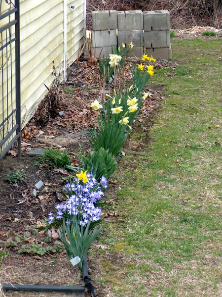 East Shed - more flowers open crop April 2024.jpg