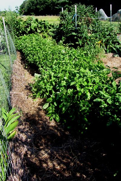 Big garden - basil deadheaded crop August 2025.jpg