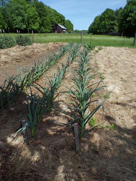 Big garden - garlic crop May 2022.jpg