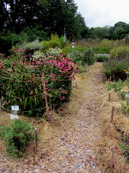 New Herb - Row 3 mulched crop August 2025.jpg
