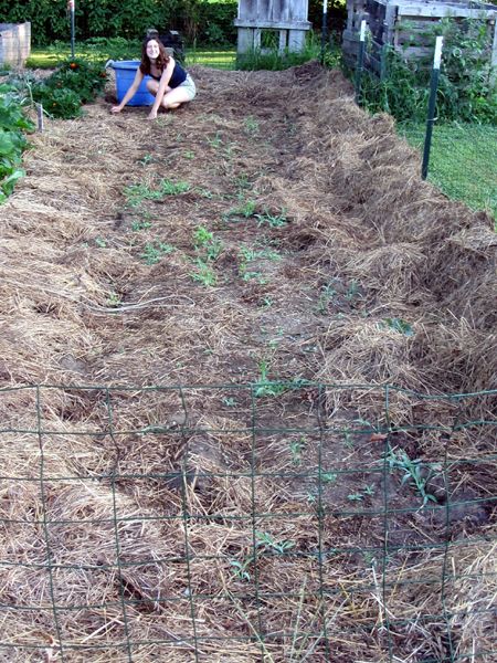 Small garden - Carina weeding garlic area crop July 2025.jpg