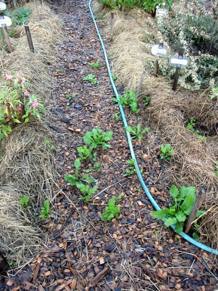 New Herb - walkway needing weeded crop Sept 2025.jpg