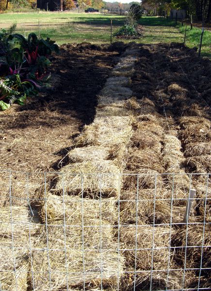 Big garden - garlic mulched crop Oct 2025.jpg