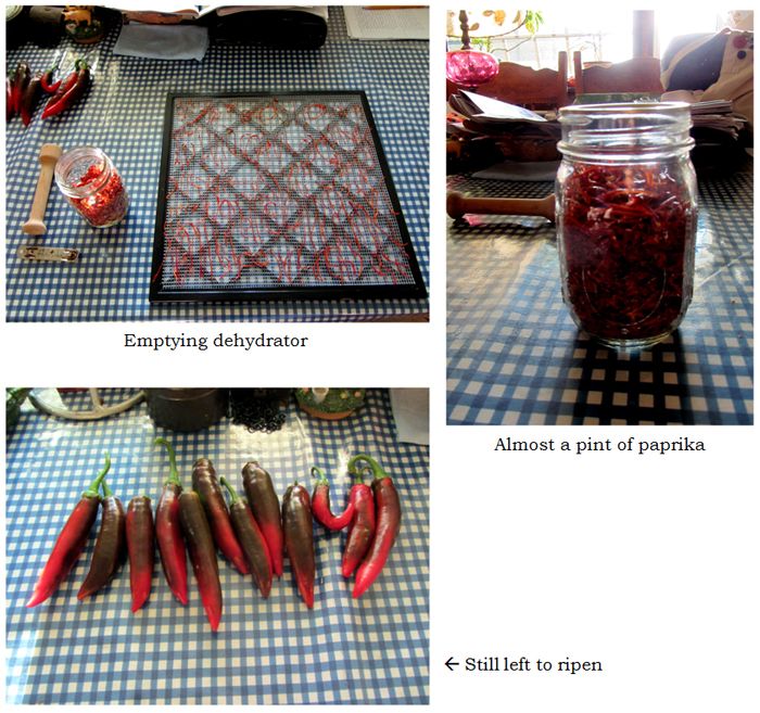 Emptying dehydrator collage text crop Sept 2025.jpg
