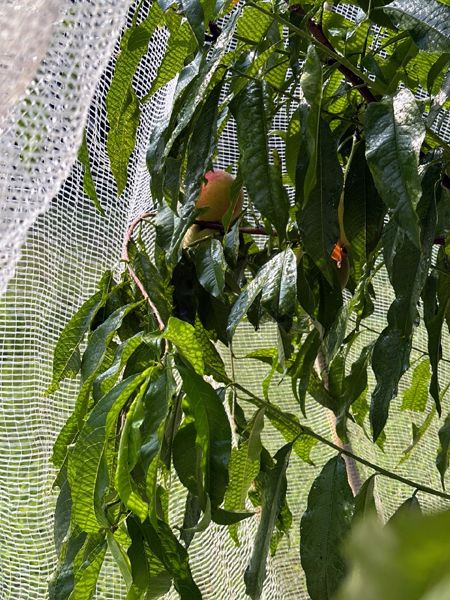 Little Trees II - prettiest peach crop July 2025.jpg