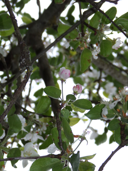 MacIntosh - apple buds crop May 2024.jpg