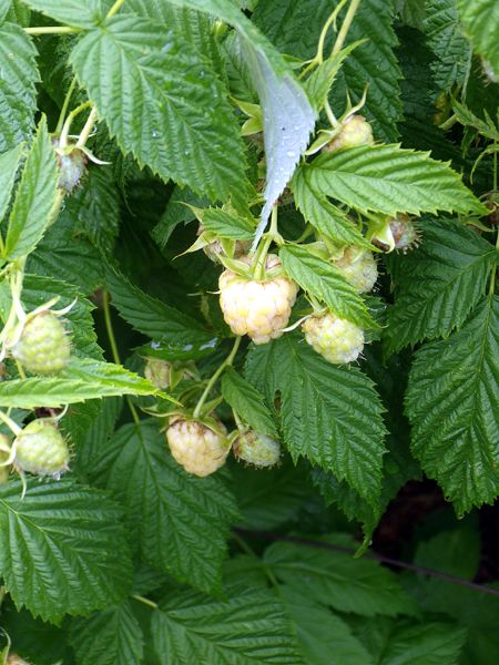 Anne raspberry - ripening crop June 2024.jpg