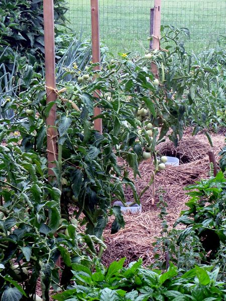 Big garden - tomatoes crop July 2025.jpg