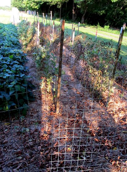 Big garden - peas gone by crop July 2025.jpg